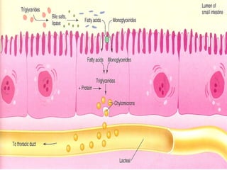 Absorption of lipids   17
 
