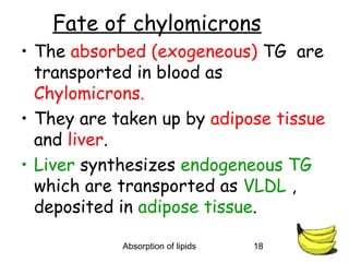 Fate of chylomicrons
• The absorbed (exogeneous) TG are
  transported in blood as
  Chylomicrons.
• They are taken up by adipose tissue
  and liver.
• Liver synthesizes endogeneous TG
  which are transported as VLDL ,
  deposited in adipose tissue.

            Absorption of lipids   18
 