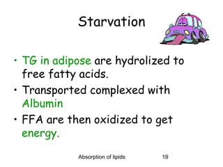 Starvation

• TG in adipose are hydrolized to
  free fatty acids.
• Transported complexed with
  Albumin
• FFA are then oxidized to get
  energy.
            Absorption of lipids   19
 