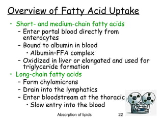 Overview of Fatty Acid Uptake
• Short- and medium-chain fatty acids
   – Enter portal blood directly from
     enterocytes
   – Bound to albumin in blood
      • Albumin–FFA complex
   – Oxidized in liver or elongated and used for
     triglyceride formation
• Long-chain fatty acids
   – Form chylomicrons
   – Drain into the lymphatics
   – Enter bloodstream at the thoracic duct
      • Slow entry into the blood
                Absorption of lipids   22
 
