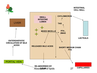 INTESTINAL
                                                              CELL WALL


                                               CHYLOMICRON
                             SMALL
                           INTESTINE
                             LUMEN
       LIVER                                   TAG



                              MIXED MICELLE      FFA ,
                                                 2MAG

                                                                  LACTEALS
  ENTEROHEPATIC
CIRCULATION OF BILE
      ACIDS
                      RELEASED BILE ACIDS
                                                SHORT/ MEDIUM CHAIN
                                                        FFA




PORTAL VEIN
                        RE-ABSORBED BY
                                                                 CAPILLARIES
                        Absorption of lipids
                             ILEUM                       27
 
