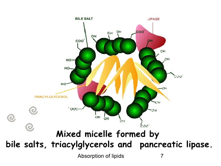 Absorption of lipids