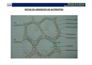 ROTAS DE ABSORÇÃO DE NUTRIENTES
Absorção de nutrientes
Nutrição Mineral de Plantas
 