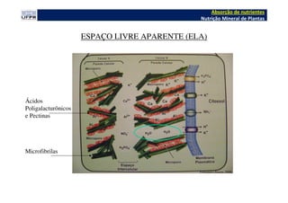 Fernandes;Souza, 2006
ESPAÇO LIVRE APARENTE (ELA)
Microfibrilas
Ácidos
Poligalacturônicos
e Pectinas
Absorção de nutrientes
Nutrição Mineral de Plantas
 