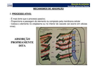 MECANISMOS DE ABSORÇÃO
2. PROCESSO ATIVO:
- É mais lento que o processo passivo;
- Proporciona a passagem do elemento ou composto pela membrana celular
- Coloca o elemento no citoplasma ou no interior do vacúolo (só ocorre em células
vivas).
Fernandes;Souza, 2006
Absorção de nutrientes
Nutrição Mineral de Plantas
ABSORÇÃO
PROPRIAMENTE
DITA
 