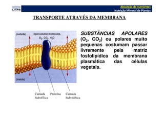 SUBSTÂNCIAS APOLARES
(O2, CO2) ou polares muito
pequenas costumam passar
livremente pela matriz
fosfolipídica da membrana
plasmática das células
vegetais.
TRANSPORTE ATRAVÉS DA MEMBRANA
Camada
hidrofílica
Camada
hidrofóbica
Proteína
Absorção de nutrientes
Nutrição Mineral de Plantas
 