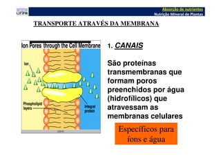 1. CANAIS
São proteínas
transmembranas que
formam poros
preenchidos por água
(hidrofílicos) que
atravessam as
membranas celulares
TRANSPORTE ATRAVÉS DA MEMBRANA
Absorção de nutrientes
Nutrição Mineral de Plantas
Específicos para
íons e água
 