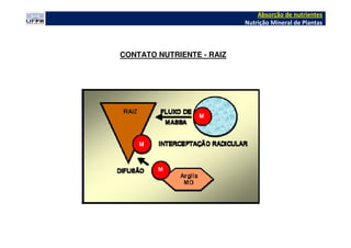 CONTATO NUTRIENTE - RAIZ
Absorção de nutrientes
Nutrição Mineral de Plantas
 