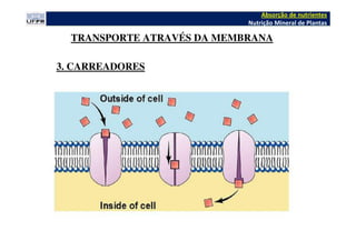 Absorção de nutrientes
Nutrição Mineral de Plantas
TRANSPORTE ATRAVÉS DA MEMBRANA
3. CARREADORES
 