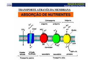 ABSORÇÃO DE NUTRIENTES
Absorção de nutrientes
Nutrição Mineral de Plantas
TRANSPORTE ATRAVÉS DA MEMBRANA
 