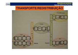 TRANSPORTE/REDISTRIBUIÇÃO
Absorção de nutrientes
Nutrição Mineral de Plantas
 
