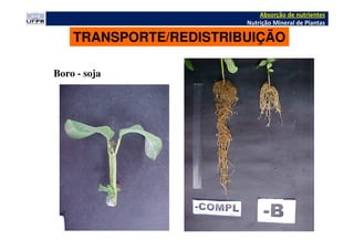 Absorção de nutrientes
Nutrição Mineral de Plantas
TRANSPORTE/REDISTRIBUIÇÃO
Boro - soja
 