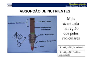 ABSORÇÃO DE NUTRIENTES
- K, NO3
- e NH4
+= toda raiz
- K, NO3
- e NH4
+milho=
alongamento
Mais
acentuada
na região
dos pelos
radiculares
Absorção de nutrientes
Nutrição Mineral de Plantas
 