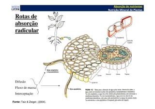 Rotas de
absorção
radicular
Fonte: Taiz & Zeiger, (2004).
Absorção de nutrientes
Nutrição Mineral de Plantas
Difusão
Fluxo de massa
Interceptação
 