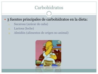 Carbohidratos
3 fuentes principales de carbohidratos en la dieta:
1. Sacarosa (azúcar de caña)
2. Lactosa (leche)
3. Almidón (alimentos de origen no animal)