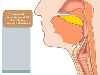 Al momento de la
deglución, solo el 5%
del almidón se
encuentra hidrolizado