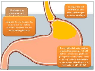 El alimento se
almacena en el
fundus gástrico