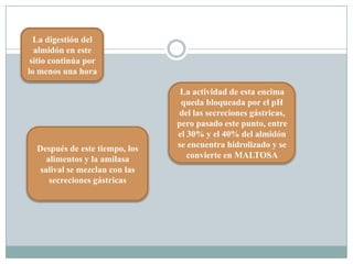 La digestión del
almidón en este
sitio continúa por
lo menos una hora
Después de este tiempo, los
alimentos y la amilasa
salival se mezclan con las
secreciones gástricas
La actividad de esta encima
queda bloqueada por el pH
del las secreciones gástricas,
pero pasado este punto, entre
el 30% y el 40% del almidón
se encuentra hidrolizado y se
convierte en MALTOSA