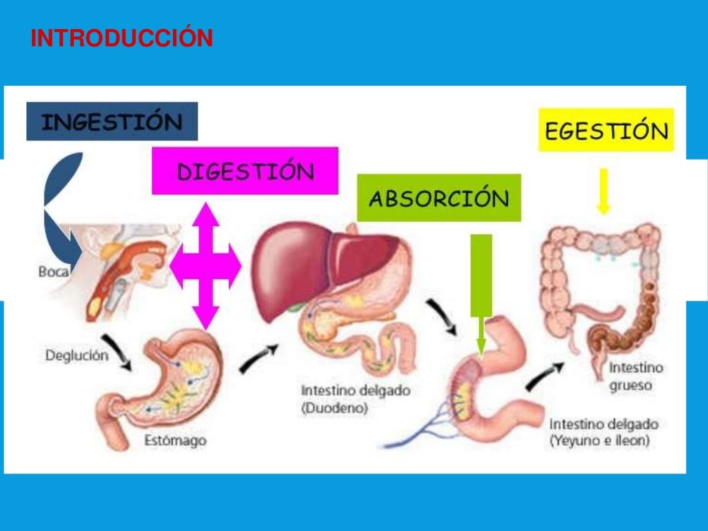 Absorción nutrientes