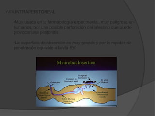 •VIA INTRAPERITONEAL
•Muy usada en la farmacología experimental, muy peligrosa en
humanos, por una posible perforación del intestino que puede
provocar una peritonitis.
•La superficie de absorción es muy grande y por la rapidez de
penetración equivale a la vía EV.
 