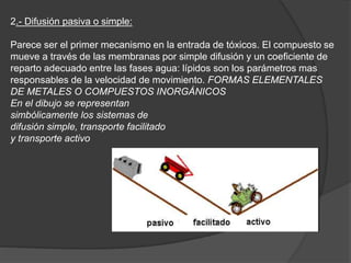 2.- Difusión pasiva o simple:
Parece ser el primer mecanismo en la entrada de tóxicos. El compuesto se
mueve a través de las membranas por simple difusión y un coeficiente de
reparto adecuado entre las fases agua: lípidos son los parámetros mas
responsables de la velocidad de movimiento. FORMAS ELEMENTALES
DE METALES O COMPUESTOS INORGÁNICOS
En el dibujo se representan
simbólicamente los sistemas de
difusión simple, transporte facilitado
y transporte activo
 