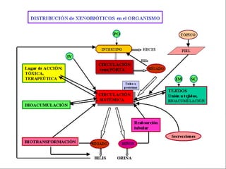 Metabolismo delos fármacos Biotransformacion