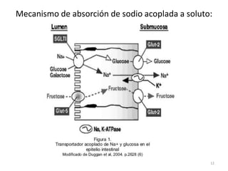 Mecanismo de absorción de sodio acoplada a soluto:
12
 