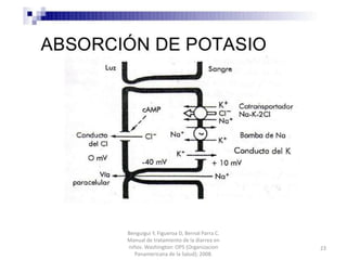 Benguigui Y, Figueroa D, Bernal Parra C.
Manual de tratamiento de la diarrea en
niños. Washington: OPS (Organizacion
Panamericana de la Salud); 2008.
23
 