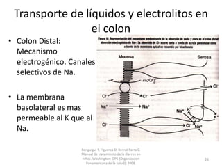 Transporte de líquidos y electrolitos en
el colon
• Colon Distal:
Mecanismo
electrogénico. Canales
selectivos de Na.
• La membrana
basolateral es mas
permeable al K que al
Na.
Benguigui Y, Figueroa D, Bernal Parra C.
Manual de tratamiento de la diarrea en
niños. Washington: OPS (Organizacion
Panamericana de la Salud); 2008.
26
 