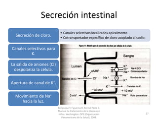 Secreción intestinal
• Canales selectivos localizados apicalmente.
• Cotransportador específico de cloro acoplado al sodio.
Secreción de cloro.
Canales selectivos para
K.
La salida de aniones (Cl)
despolariza la célula.
Apertura de canal de K+.
Movimiento de Na+
hacia la luz.
Benguigui Y, Figueroa D, Bernal Parra C.
Manual de tratamiento de la diarrea en
niños. Washington: OPS (Organizacion
Panamericana de la Salud); 2008.
27
 