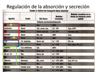 Regulación de la absorción y secreción
29
 