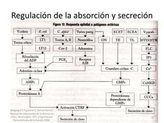 Regulación de la absorción y secreción
Benguigui Y, Figueroa D, Bernal Parra C.
Manual de tratamiento de la diarrea en
niños. Washington: OPS (Organizacion
Panamericana de la Salud); 2008.
32
 