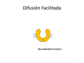 Difusión Facilitada
4
 