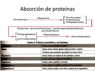 Absorción de proteínas
43
 