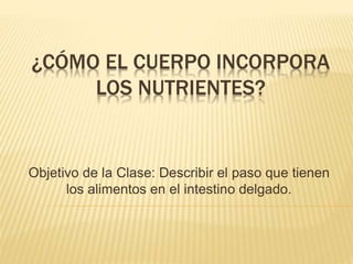 ¿CÓMO EL CUERPO INCORPORA
LOS NUTRIENTES?
Objetivo de la Clase: Describir el paso que tienen
los alimentos en el intestino delgado.
 
