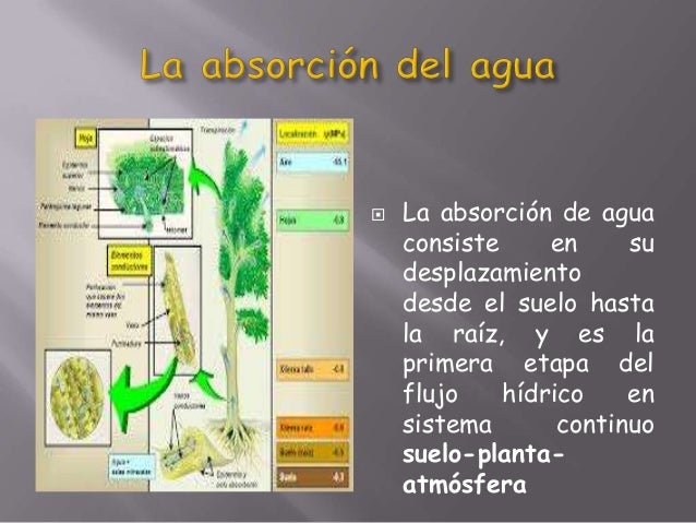 Absorción de nutrientes en las plantas