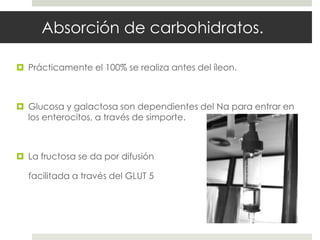 Absorción de carbohidratos.
 Prácticamente el 100% se realiza antes del íleon.
 Glucosa y galactosa son dependientes del Na para entrar en
los enterocitos, a través de simporte.
 La fructosa se da por difusión
facilitada a través del GLUT 5
 