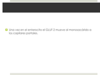  Una vez en el enterocito el GLUT 2 mueve al monosacárido a
los capilares portales.
 