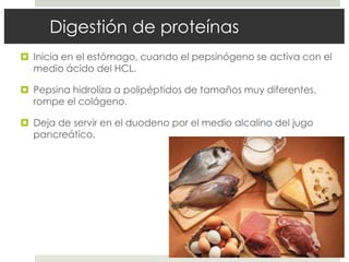 Digestión de proteínas
 Inicia en el estómago, cuando el pepsinógeno se activa con el
medio ácido del HCL.
 Pepsina hidroliza a polipéptidos de tamaños muy diferentes,
rompe el colágeno.
 Deja de servir en el duodeno por el medio alcalino del jugo
pancreático.
 
