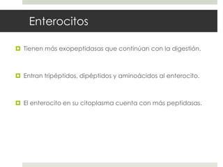 Enterocitos
 Tienen más exopeptidasas que continúan con la digestión.
 Entran tripéptidos, dipéptidos y aminoácidos al enterocito.
 El enterocito en su citoplasma cuenta con más peptidasas.
 