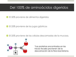 Del 100% de aminoácidos digeridos
 El 50% proviene de alimentos digeridos
 El 25% proviene de los jugos gástricos
 El 25% proviene de las células descamadas de la mucosa.
*Las proteínas encontradas en las
heces fecales provienen de la
descamación de la flora bacteriana.
 
