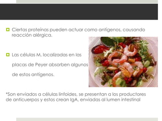  Ciertas proteínas pueden actuar como antígenos, causando
reacción alérgica.
 Las células M, localizadas en las
placas de Peyer absorben algunos
de estos antígenos.
*Son enviados a células linfoides, se presentan a los productores
de anticuerpos y estos crean IgA, enviadas al lumen intestinal
 