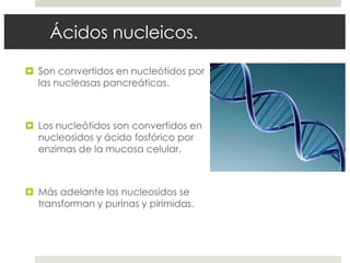 Ácidos nucleicos.
 Son convertidos en nucleótidos por
las nucleasas pancreáticas.
 Los nucleótidos son convertidos en
nucleosidos y ácido fosfórico por
enzimas de la mucosa celular,
 Más adelante los nucleosidos se
transforman y purinas y pirimidas.
 