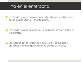 Ya en el enterocito.
 Los ácidos grasos de menos de 10 carbonos son liberados
como grasas libres al torrente porta.
 Los ácidos grasos de más de 10 carbonos se convierten en
triglicéridos.
 Los trigliceridos se juntan con colesterol, fosfolípidos y
proteínas y forman quilomicrones, yendo al linfático.
 