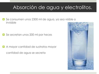Absorción de agua y electrolitos.
 Se consumen unos 2300 ml de agua, ya sea visible o
invisible
 Se secretan unos 200 ml por heces
 A mayor cantidad de sustratos mayor
cantidad de agua se secreta
 