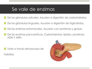 Se vale de enzimas
 De las glándulas salivales. Ayudan a digestión de carbohidratos
 De las glándulas linguales. Ayudan a digestión de triglicéridos.
 De las enzimas estomacales. Ayudan con proteínas y grasas.
 De las enzimas pancreáticas. Carbohidratos, lípidos, proteínas,
ADN Y ARN.
 Todo a través del proceso de
hidrólisis.
 