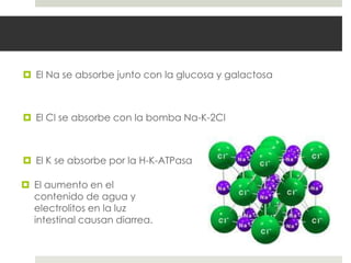  El Na se absorbe junto con la glucosa y galactosa
 El Cl se absorbe con la bomba Na-K-2Cl
 El K se absorbe por la H-K-ATPasa
 El aumento en el
contenido de agua y
electrolitos en la luz
intestinal causan diarrea.
 
