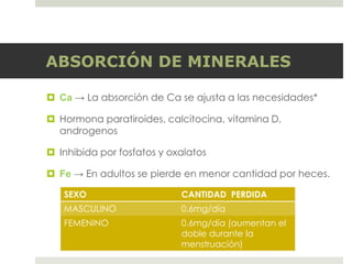 ABSORCIÓN DE MINERALES
 Ca → La absorción de Ca se ajusta a las necesidades*
 Hormona paratiroides, calcitocina, vitamina D,
androgenos
 Inhibida por fosfatos y oxalatos
 Fe → En adultos se pierde en menor cantidad por heces.
SEXO CANTIDAD PERDIDA
MASCULINO 0.6mg/día
FEMENINO 0.6mg/día (aumentan el
doble durante la
menstruación)
 