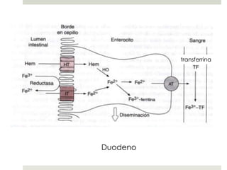 transferrina
Duodeno
 