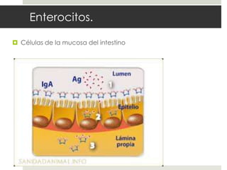 Enterocitos.
 Células de la mucosa del intestino
 